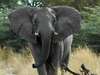 Susuwe Island Lodge - elephant